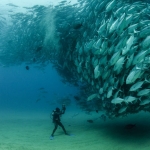 Las 10 Mejores Fotos Submarinas del Año