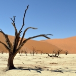 Dead Vlei: Un Bosque Milenario en el Desierto de Namibia