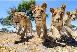 Fotos de animales