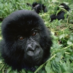 Mi próximo viaje a Uganda y Ruanda en Julio