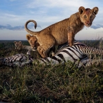 Fotos de Leones Salvajes del Serengeti en Africa Fotos de Leones Salvajes del Serengeti en Africa