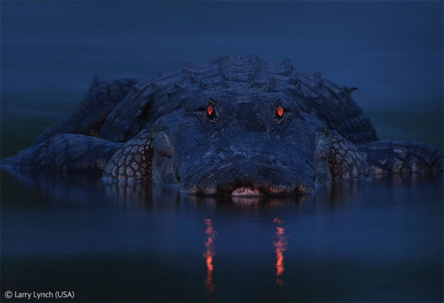 Caimán Myakka River State Park Florida