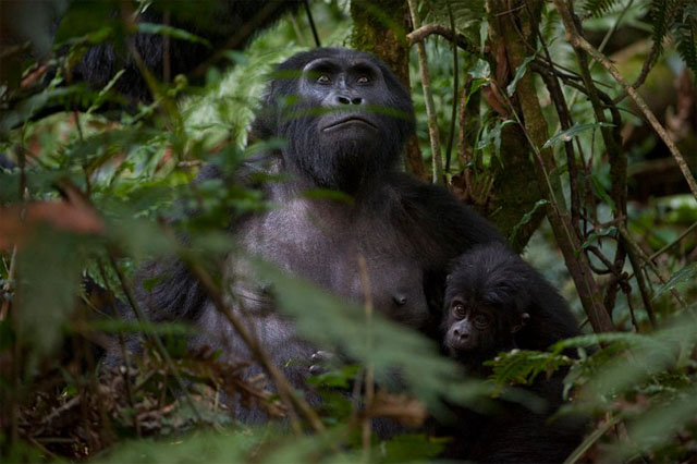 Gorila Uganda