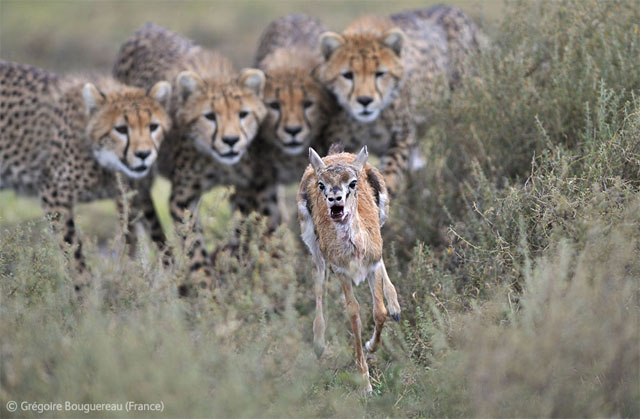 Guepardos acechando una gacela en el Serengeti