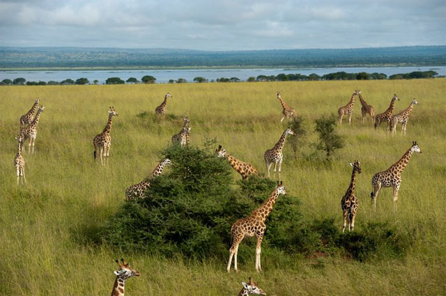 Jirafas Murchison Falls National Park
