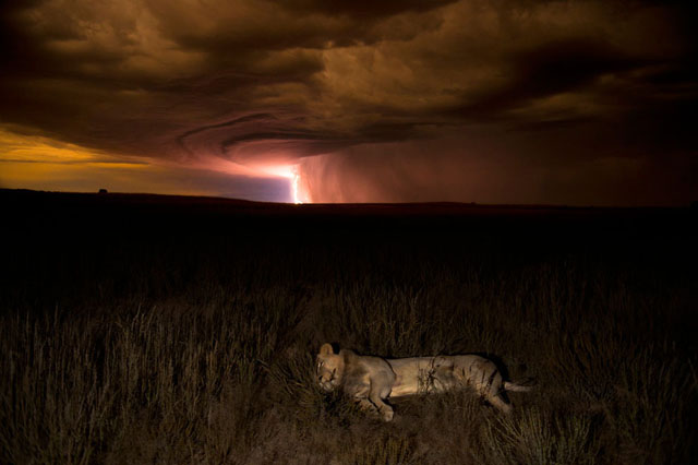 Leon relampago Kalahari Sudafrica