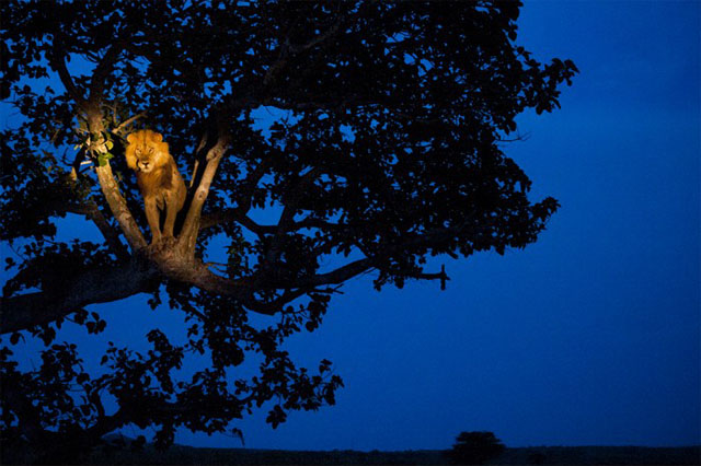 León subido arbol Uganda