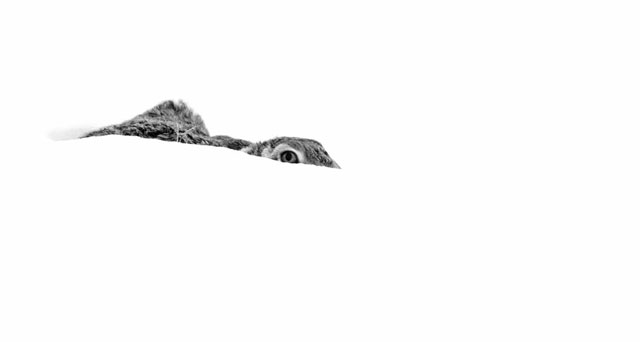 Liebre camuflada en la nieve