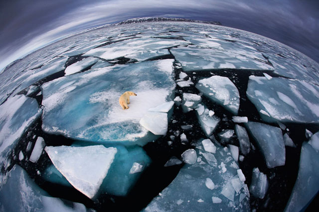 Oso polar en Svalbard