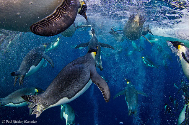 Foto ganadora Wildlife Photographer of the Year 2012