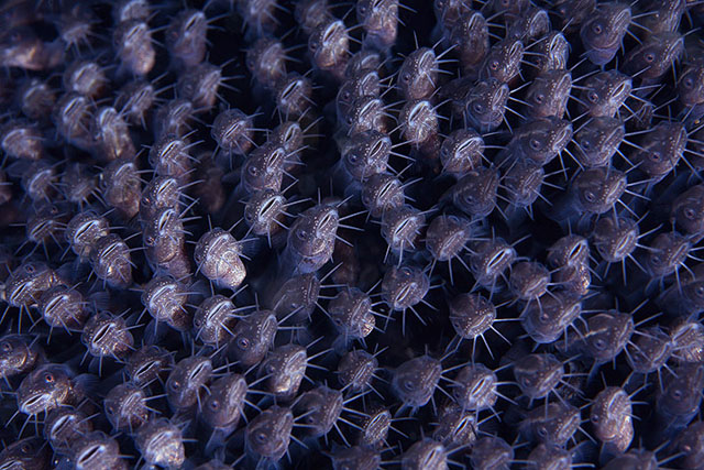 Siluros Indonesia