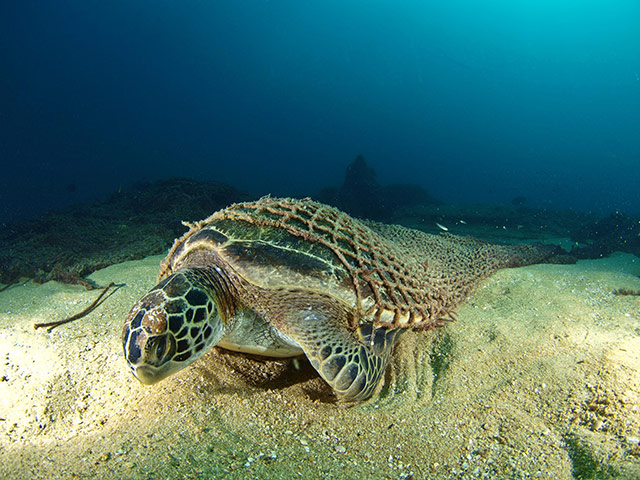 Tortuga Mexico