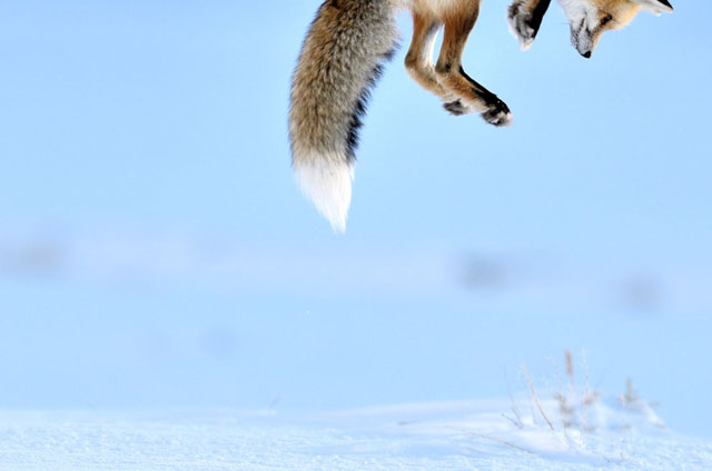 Zorro cazando en Yellowstone