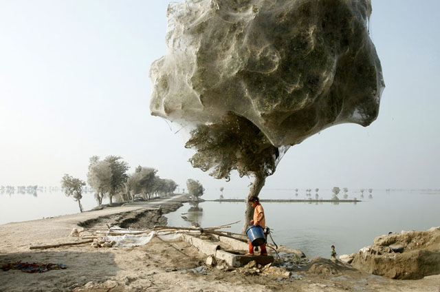 Arañas arboles Pakistán