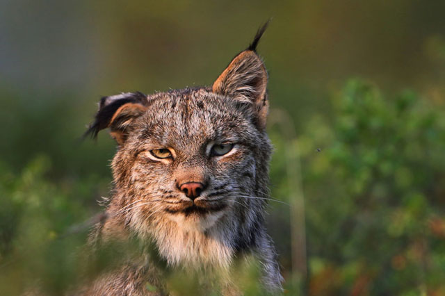 Lince de Alakas
