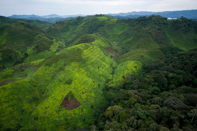 Bwindi Impenetrable National Park