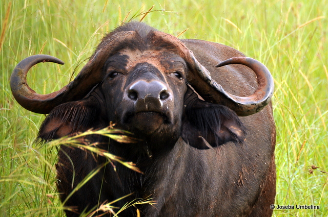 Búfalo en Kidepo