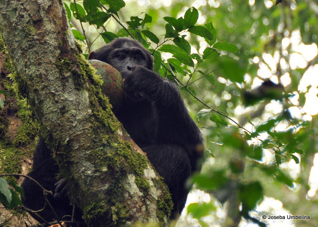 Chimpancé Bosque Budongo