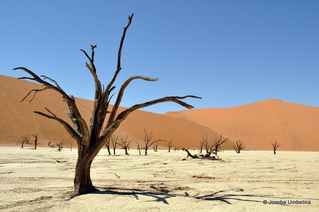 Dead Vlei