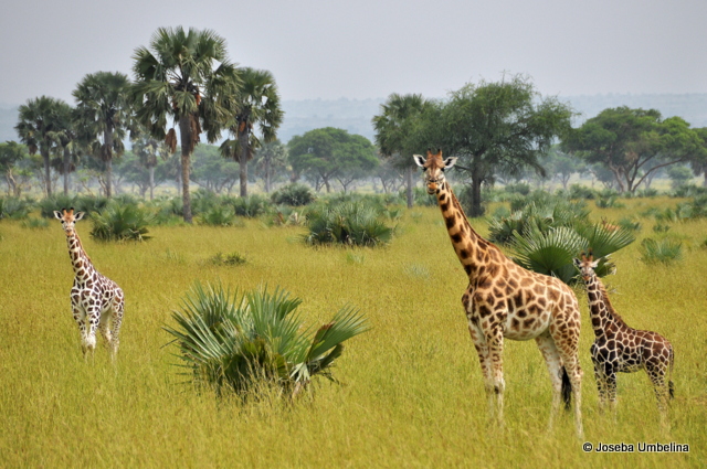 Jirafas en el Murchison Falls National Park
