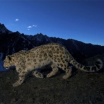 Las Mejores Fotos del Reino Animal por Steve Winter
